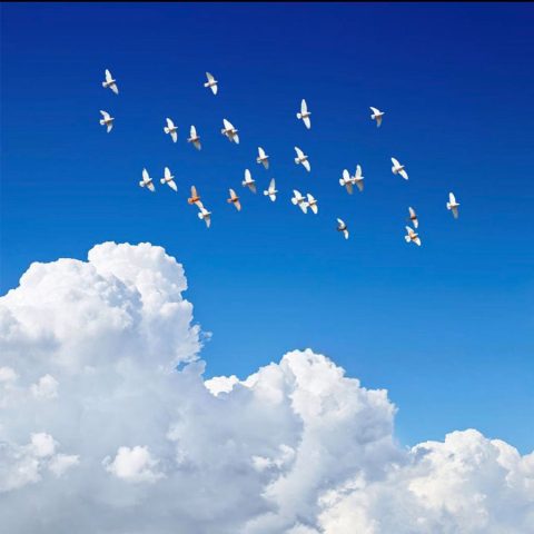 دانلود آهنگ فریبرز سلیمی خون ارغوانها